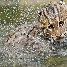 CAT in WATER